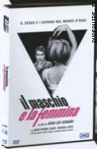 Il Maschio E La Femmina